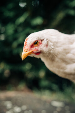 Close-up of a white chicken's head with intense eye focus