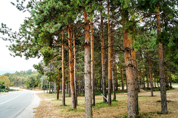 Tall pine trees in a forest near Edessa, Greece, under soft daylight. Peaceful autumn atmosphere.