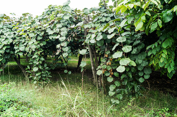 Kiwi plants with green fruits growing on farm field in northern Greece, Kastoria region