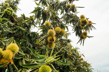  Chestnut trees with ripe fruits in the countryside of Kastoria, Greece, during autumn