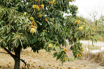  Chestnut trees with ripe fruits in the countryside of Kastoria, Greece, during autumn