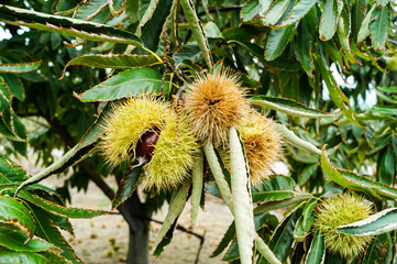  Chestnut trees with ripe fruits in the countryside of Kastoria, Greece, during autumn
