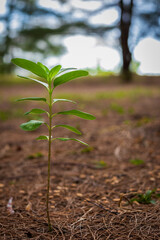 Young Green Plant Growing from Soil in Nature – Concept of Growth and Hope
