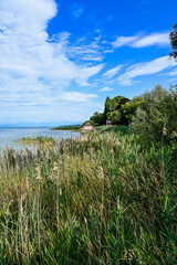 Fototapeta premium Güttingen, Bodensee, See, Seeufer, Uferweg, Ufer, Wasservögel, Schilf, Naturschutz, Wassersport, Seerundfahrt, Sommer, Ostschweiz, Thurgau, Schweiz
