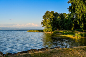 Güttingen, Bodensee, See, Seeufer, Uferweg, Ufer, Wasservögel, Schilf, Naturschutz, Wassersport, Seerundfahrt, Sommer, Abendstimmung, Ostschweiz, Thurgau, Schweiz