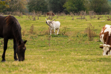 Fototapeta premium A Podolian cow calling out with its distinctive vocalization in an open natural pasture. The grey-white breed with massive horns expresses itself in wilderness.