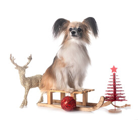 papillon dog in studio