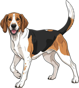 english foxhound dog standing happy playful cute vector illustration