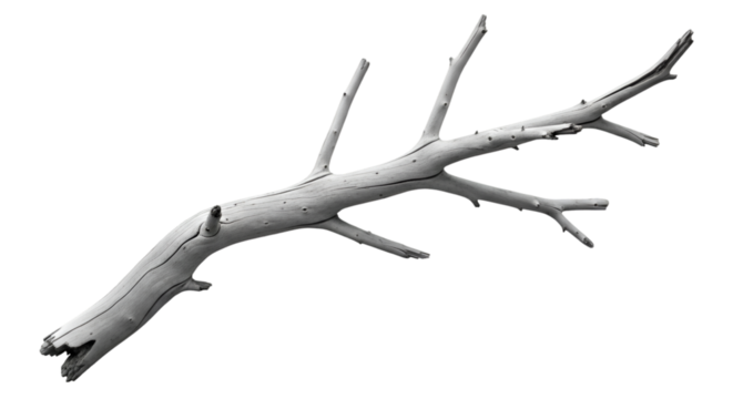 Striking Black and White Image of a Gnarled Tree Branch