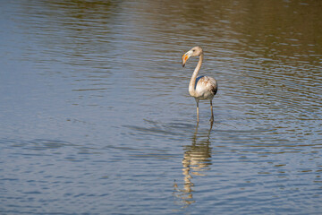 Landscape front view with reflection of juvenile phoenicopterus roseus aka greater flamingo wading in brackish pond water before sunset