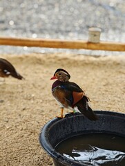 Mandarin duck duck bird with colorful plumage on the ground in the snow