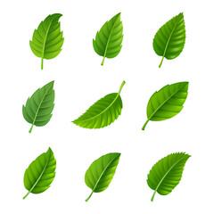 set of green leaves