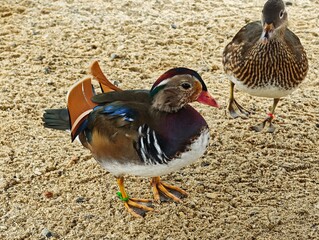 Mandarin duck duck bird with colorful plumage on the ground in the snow