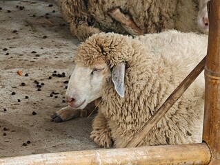 The sheep are living happily in the zoo.