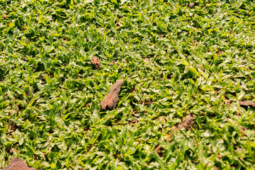 Green grass with sunlight reflecting off it, and falling leaves