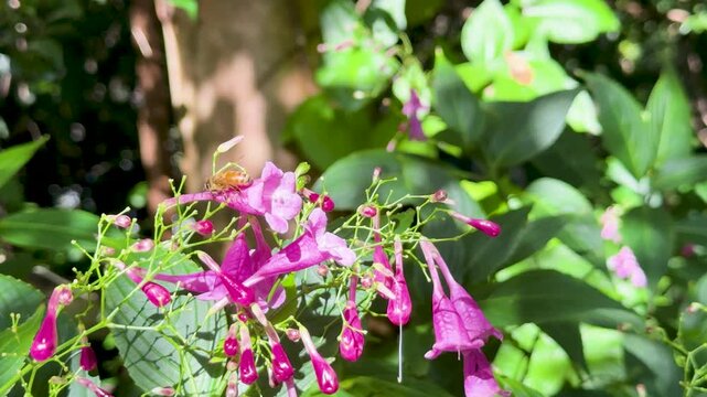 Bee Pollinates Strobilanthes cusia Flowers in Sunlit Garden