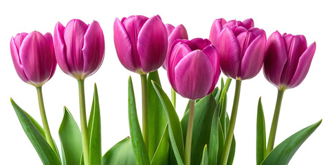 Charming Group of Purple Tulips on a Black Background Close Up Blooming Spring Flowers