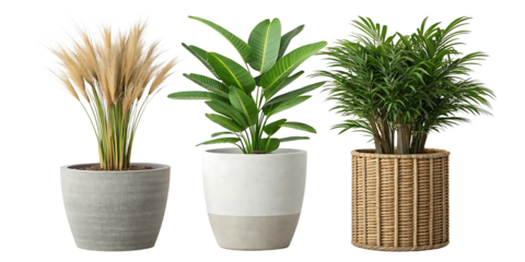 Collection of Three Potted Plants for Interior Decoration with Different Textures and Styles Against Black Backdrop