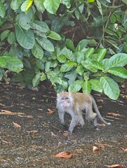 A baby macaque is feeding, sitting in a green tropical tree in the wildlife of Thailand with its mother