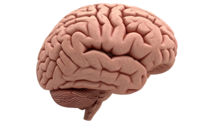 Realistic 3D Render of Human Brain with Cerebellum
