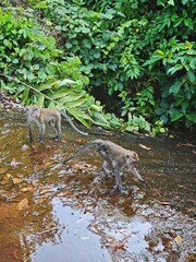 A baby macaque is feeding, sitting in a green tropical tree in the wildlife of Thailand with its mother
