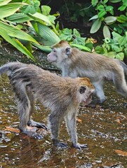 A baby macaque is feeding, sitting in a green tropical tree in the wildlife of Thailand with its mother