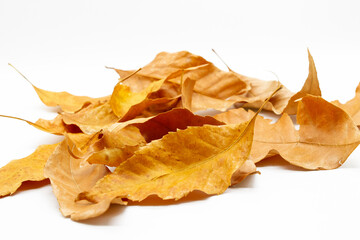 Fototapeta premium yellow autumn dry leaves piled up in a large plan view from the side