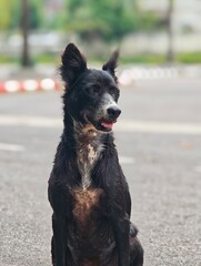 A cute Dog with a black and white coat is sitting for a portrait on the street