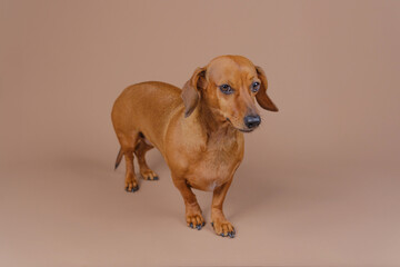 Full body dachshund standing on beige floor with serious look useful for breed showcase, obedience...