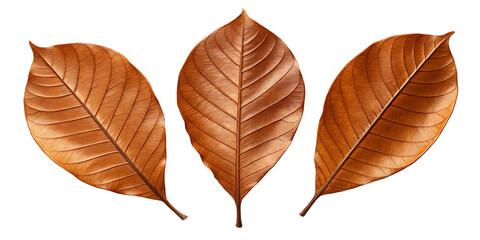 Fototapeta premium Three Isolated Dry Brown Leaves on Black Background Autumn Season Concept Still Life