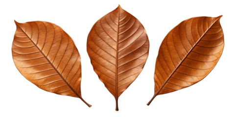Three Isolated Dry Brown Leaves on Black Background Autumn Season Concept Still Life