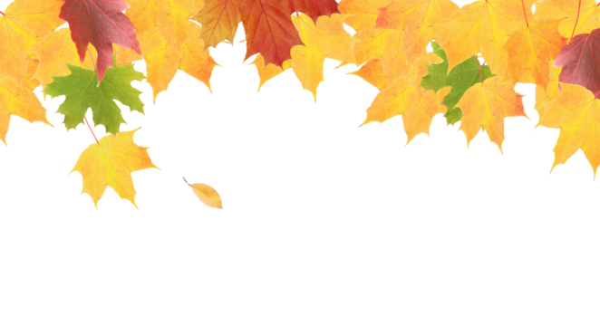 Yellow-orange-green maple leaves on a transparent background. Banner format - Powered by Adobe