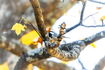 bird singing on a branch of a tree