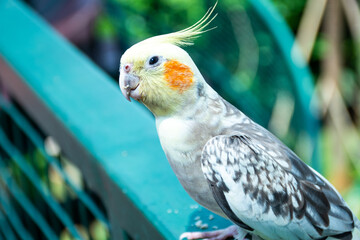 Cockatiel