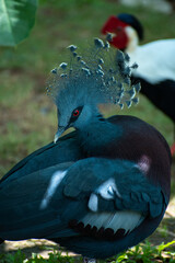Victoria Crowned Pigeon