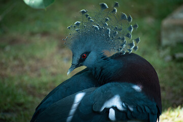 Victoria Crowned Pigeon