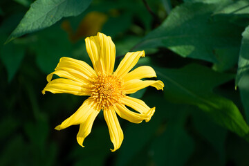 Yellow flowers