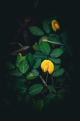 Yellow flowers