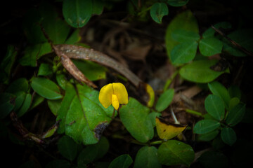 Yellow flowers