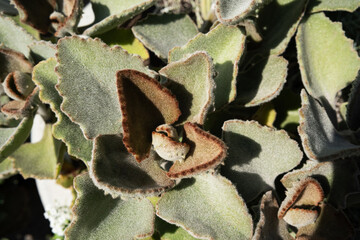 Kalanchoe beharensis succulent leaves close up for exotic plant and desert gardening concept