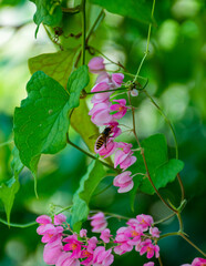 Pink flowers and a bees