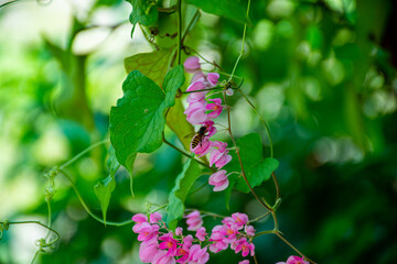 Pink flowers and a bees