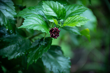 Red flower