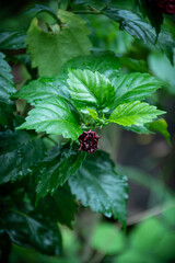 Red flower