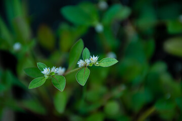 White flower