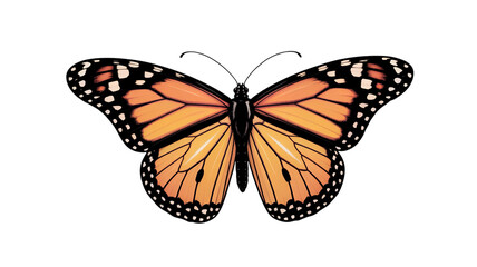 Monarch butterfly vector illustration, isolated on transparent background