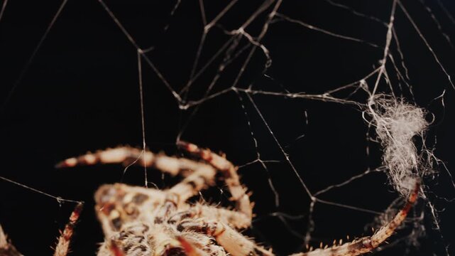 Close up of a spider sitting in its web, showing intricate details of its body and fine silk threads