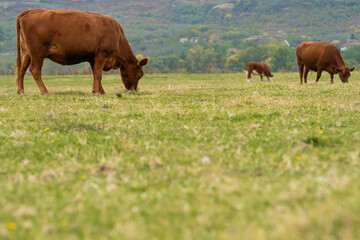 Naklejka premium Close-up of a fluffy brown cow grazing on lush grass in a serene natural pasture. A peaceful scene of healthy cattle feeding in isolation.