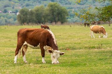 Fototapeta premium Close-up of a fluffy brown cow grazing on lush grass in a serene natural pasture. A peaceful scene of healthy cattle feeding in isolation.
