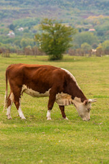 Naklejka premium Close-up of a fluffy brown cow grazing on lush grass in a serene natural pasture. A peaceful scene of healthy cattle feeding in isolation.